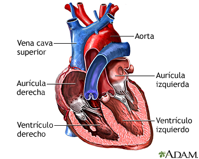 Cámaras del corazón