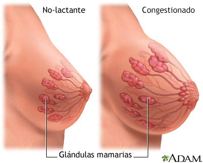 Glándulas de la leche materna