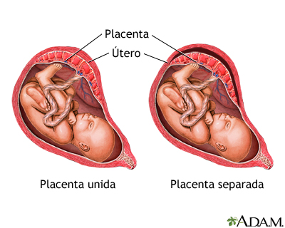 El alumbramiento de la placenta 