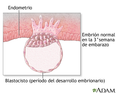 Feto de 3 semanas