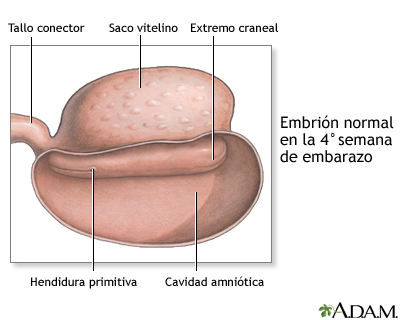 Feto de 4 semanas