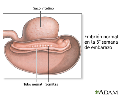 Feto de 5 semanas