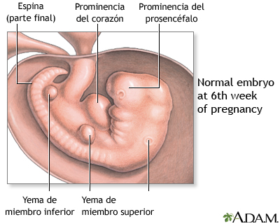 Feto de 6 semanas