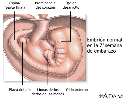 Feto de 7 semanas