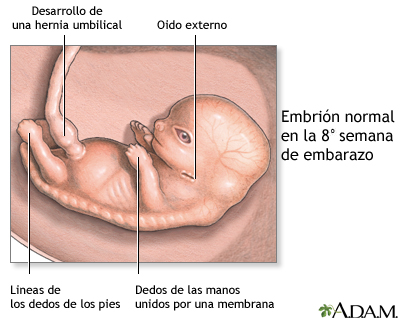 Feto de 8 semanas