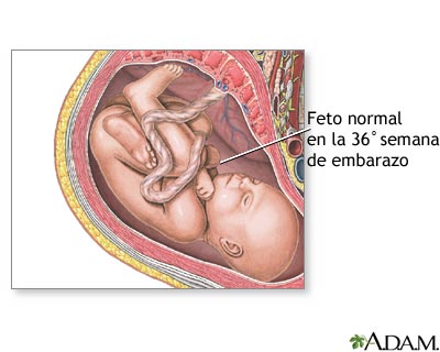 Feto de 36 semanas