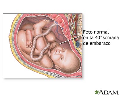 Feto de 40 semanas