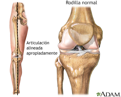 Anatomía normal