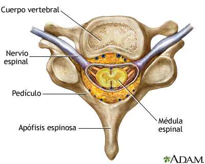 Vértebra y nervios espinales