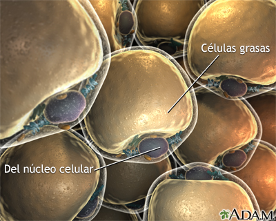 Lipocitos (células grasas)