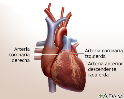 Cirugía de derivación cardíaca - serie - Anatomía normal