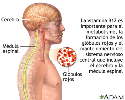 Beneficios de la vitamina B12