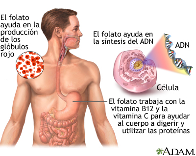 Beneficios de la ácido fólico