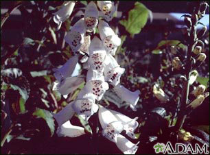 Digital (Digitalis purpurea)