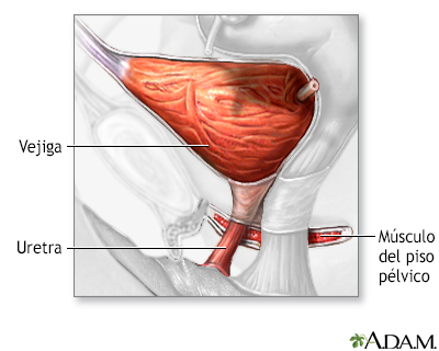 Anatomía  normal