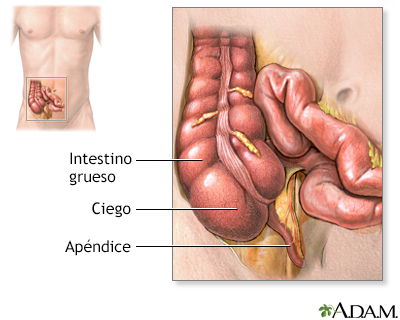 Anatomía normal