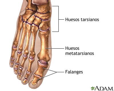 Anatomía normal