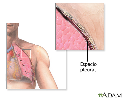 Anatomía normal