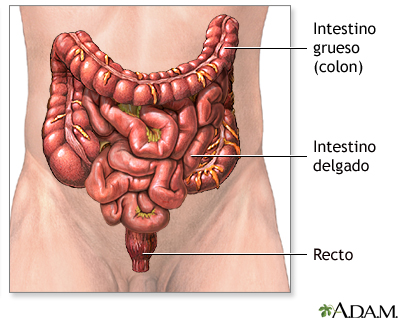 Anatomía normal