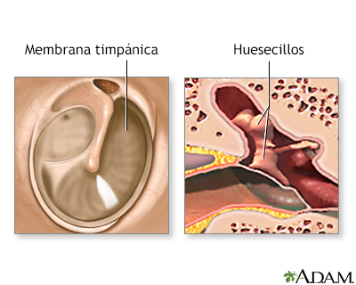 Anatomía normal