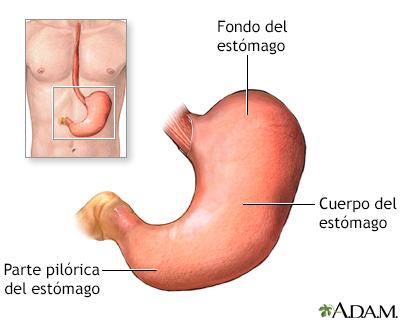 Anatomía normal