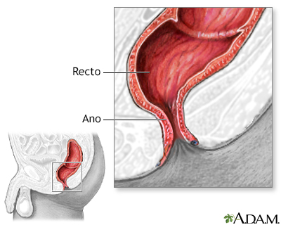 Anatomía normal