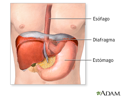 Anatomía normal