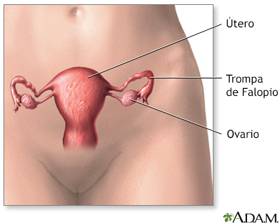 Anatomía normal