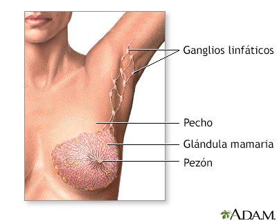 Anatomía normal