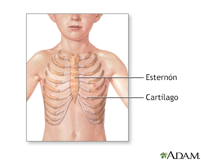 Anatomía normal