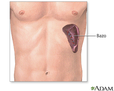 Anatomía normal