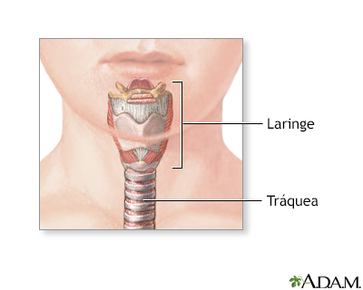 Anatomía normal