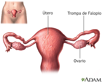 Anatomía normal