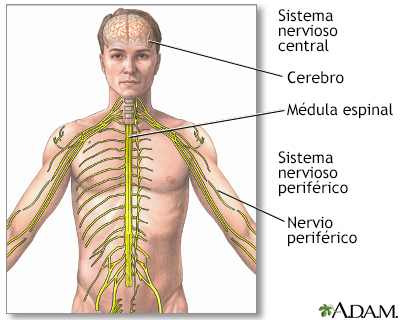 Sistema nervioso central y sistema nervioso periférico