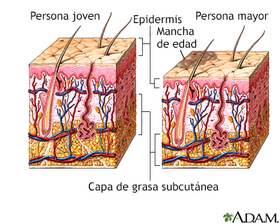 Cambios en la piel por el envejecimiento