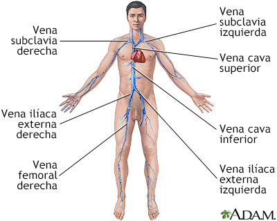 Venas profundas