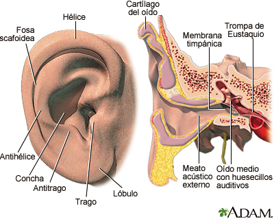 Oído externo e interno