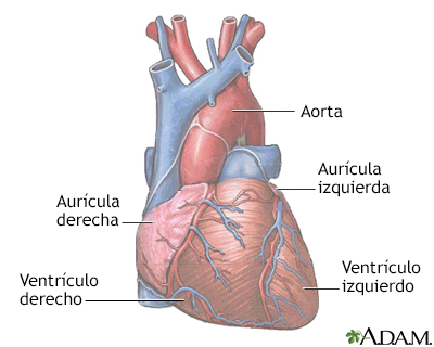 Anatomía normal del corazón