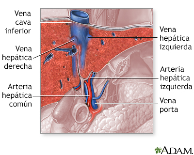 Suministro sanguíneo del hígado