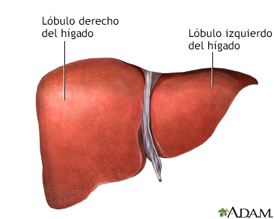 Anatomía del hígado