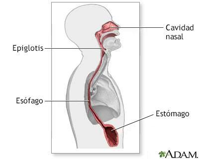 Esófago