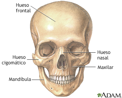 Anatomía del cráneo