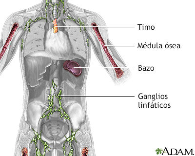 Estructuras del sistema inmune