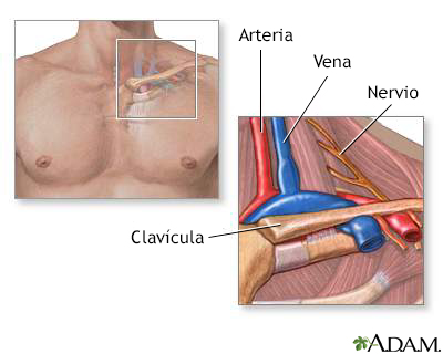 Anatomía de la salida del tórax