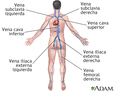 Venas profundas