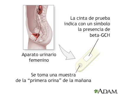 Prueba de embarazo