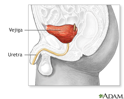 Anatomía de la vejiga en el hombre