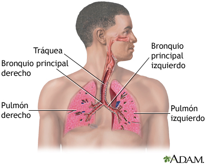 Sistema respiratorio