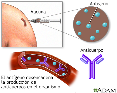 Inmunizacin o vacuna contra la Hepatitis A