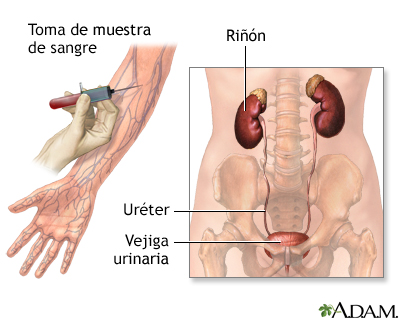 Exámenes de la función renal